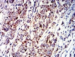 P2Y1/P2RY1 Antibody (4G5D6) - BSA Free, Novus Biologicals:Antibodies:Primary