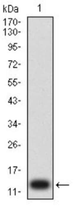 P2Y1/P2RY1 Antibody (4G5D6) - BSA Free, Novus Biologicals:Antibodies:Primary