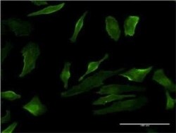 P2Y1/P2RY1 Antibody (4C2), Novus Biologicals 0.1 mg | Buy Online | Novus Biologicals | Fisher Scientific