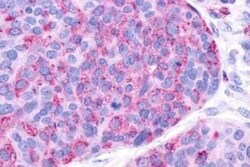 P2Y10/P2RY10 Antibody - BSA Free, Novus Biologicals 0.05 mL | Buy Online | Novus Biologicals | Fisher Scientific