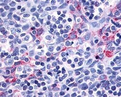 P2Y11/P2RY11 Antibody - BSA Free, Novus Biologicals 0.05 mL | Buy Online | Novus Biologicals | Fisher Scientific