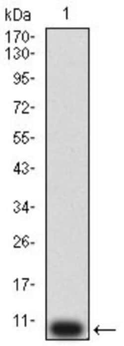 P2Y12/P2RY12 Antibody (1C2A9) - BSA Free, Novus Biologicals 0.1 ml; Unconjugated:Antibodies,
