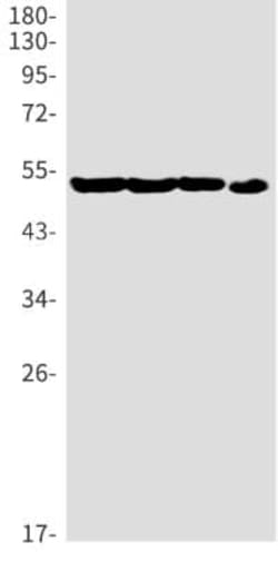 P2Y12/P2RY12 Antibody (S02-2E1), Novus Biologicals 100 &mu;g | Buy Online | Novus Biologicals | Fisher Scientific