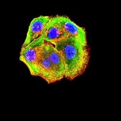 P2Y14/GPR105 Antibody (5A3F1) - BSA Free, Novus Biologicals 0.1 ml; Unconjugated:Antibodies,