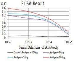 P2Y14/GPR105 Antibody (8A11B11) - BSA Free, Novus Biologicals 0.1 ml; Unconjugated:Antibodies,