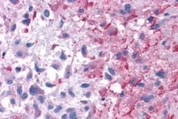 P2Y14/GPR105 Antibody, Novus Biologicals 50 &mu;g; Unconjugated:Antibodies,