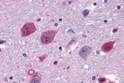 P2Y14/GPR105 Antibody, Novus Biologicals 50 &mu;g; Unconjugated:Antibodies,