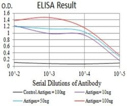 P2Y4/P2RY4 Antibody (3B4H6) - BSA Free, Novus Biologicals:Antibodies:Primary