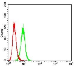 P2Y4/P2RY4 Antibody (3B4H6) - BSA Free, Novus Biologicals:Antibodies:Primary