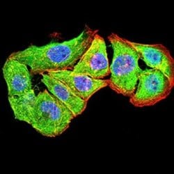 P2Y4/P2RY4 Antibody (3B4H6) - BSA Free, Novus Biologicals:Antibodies:Primary