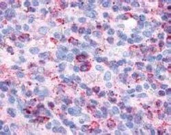 P2Y6/P2RY6 Antibody - BSA Free, Novus Biologicals 0.05 mL, Unconjugated:Antibodies,