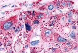 P2Y6/P2RY6 Antibody - BSA Free, Novus Biologicals 0.05 mL, Unconjugated:Antibodies,