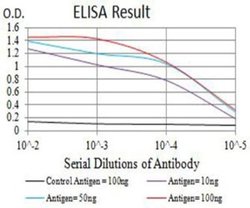 P2Y8 Antibody (1G5A11) - BSA Free, Novus Biologicals:Antibodies:Primary