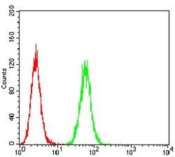 P2Y8 Antibody (1G5A11) - BSA Free, Novus Biologicals:Antibodies:Primary