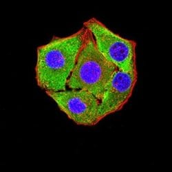 P2Y8 Antibody (1G5A11) - BSA Free, Novus Biologicals:Antibodies:Primary