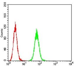 P2Y8 Antibody (1G5A2) - BSA Free, Novus Biologicals 0.1 ml; Unconjugated:Antibodies,