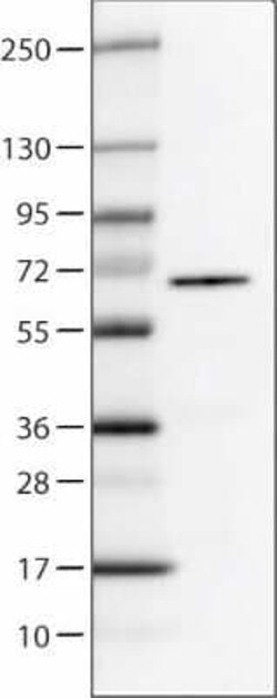P4HA2 Antibody (CL0351), Novus Biologicals 25 &mu;L, Unconjugated:Antibodies,