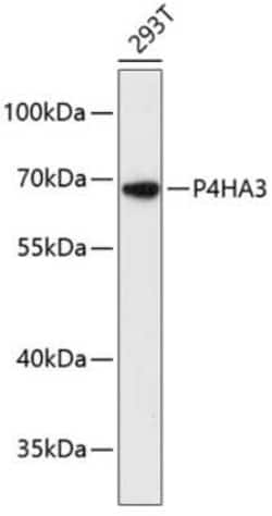 P4HA3 Antibody - Azide and BSA Free, Novus Biologicals 0.1 mL; Unconjugated:Antibodies,