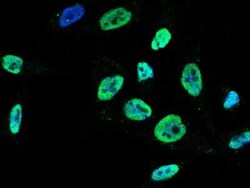 PA28 Activator gamma Subunit/PSME3 Antibody, Novus Biologicals 50 &mu;g;