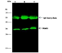 PA28 Activator gamma Subunit/PSME3 Antibody, Novus Biologicals 50 &mu;g;