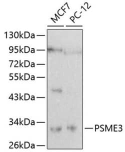PA28 Activator gamma Subunit/PSME3 Antibody - BSA Free, Novus Biologicals:Antibodies:Primary