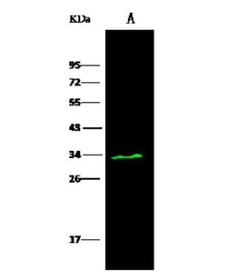 PA28 Activator gamma Subunit/PSME3 Antibody, Novus Biologicals 50 &mu;g;