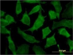 PA2G4/EBP1 Antibody (2A5), Novus Biologicals 0.1 mg | Buy Online | Novus Biologicals | Fisher Scientific