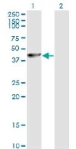 PA2G4/EBP1 Antibody (2A5), Novus Biologicals 0.1 mg | Buy Online | Novus Biologicals | Fisher Scientific
