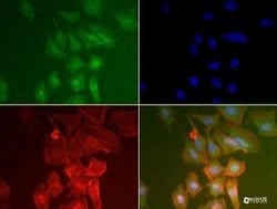 PABP Antibody (10E10) - Azide and BSA Free, Novus Biologicals 0.1 mL; Unconjugated:Antibodies,