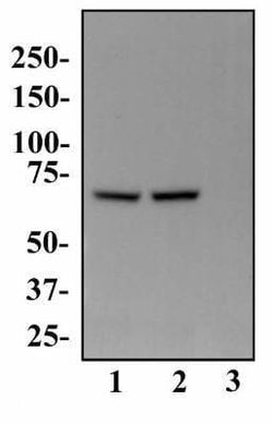 PABP Antibody (10E10) - Azide and BSA Free, Novus Biologicals 0.1 mL; Unconjugated:Antibodies,