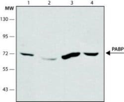 PABP Antibody (10E10) - Azide and BSA Free, Novus Biologicals 0.1 mL; Unconjugated:Antibodies,