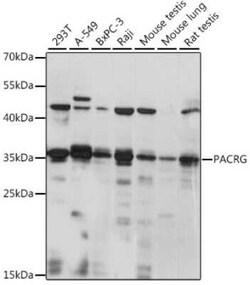 PACRG Antibody - Azide and BSA Free, Novus Biologicals:Antibodies:Primary