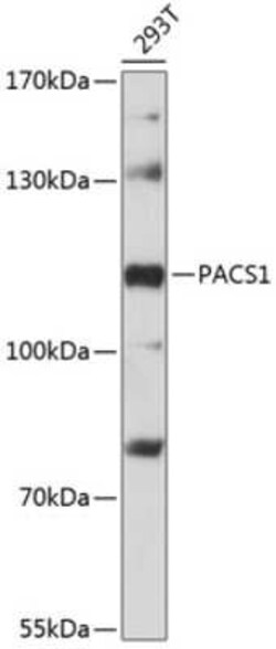 PACS1 Antibody - Azide and BSA Free, Novus Biologicals 0.1 mL, Unconjugated:Antibodies,