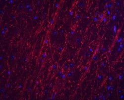 PACS2 Antibody - BSA Free, Novus Biologicals 0.1 mg; Unconjugated:Antibodies,