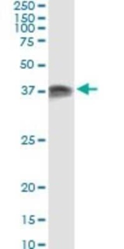 PACT Antibody (1B9-1A7), Novus Biologicals 0.1 mg | Buy Online | Novus Biologicals | Fisher Scientific