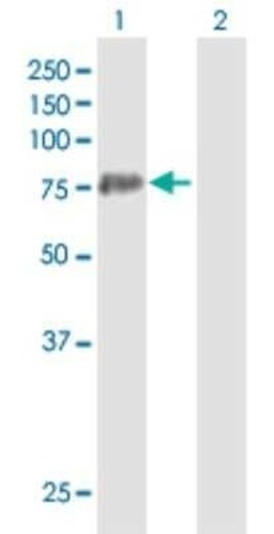 PAD3 Antibody, Novus Biologicals 50 &mu;g | Buy Online | Novus Biologicals | Fisher Scientific