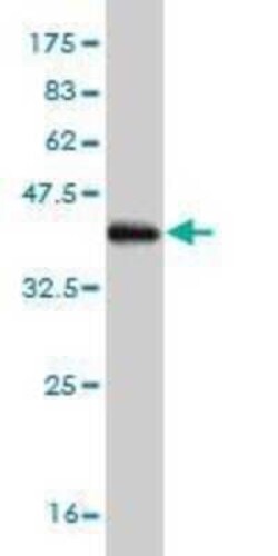 PADI4 Antibody (4D8), Novus Biologicals 0.1 mg | Buy Online | Novus Biologicals | Fisher Scientific