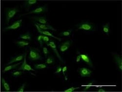 PAIP1 Antibody (2D11), Novus Biologicals 50 &mu;g | Buy Online | Novus Biologicals | Fisher Scientific