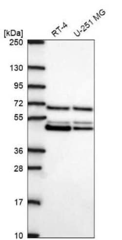 PAIP1 Antibody, Novus Biologicals:Antibodies:Primary Antibodies