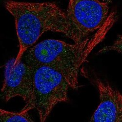 PAK1 interacting protein 1 Antibody, Novus Biologicals:Antibodies:Primary
