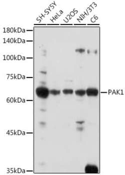 PAK1 Antibody - BSA Free, Novus Biologicals 0.1 mL; Unconjugated:Antibodies,