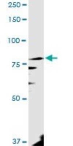 PANK4 Antibody, Novus Biologicals 0.1 mg | Buy Online | Novus Biologicals | Fisher Scientific