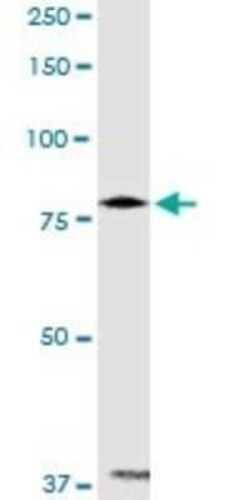 PANK4 Antibody, Novus Biologicals 0.1 mg | Buy Online | Novus Biologicals | Fisher Scientific