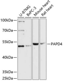 PAPD4 Antibody - Azide and BSA Free, Novus Biologicals 0.02 mL; Unconjugated:Antibodies,