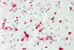 PAPD5 Antibody, Novus Biologicals 100 &mu;L; Unconjugated:Antibodies, Polyclonal