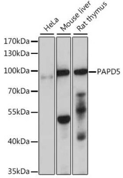 PAPD5 Antibody - Azide and BSA Free, Novus Biologicals:Antibodies:Primary