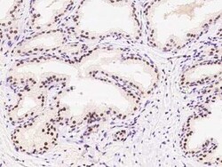 PAPOLA Antibody, Novus Biologicals 100 &mu;g, Unconjugated:Antibodies,
