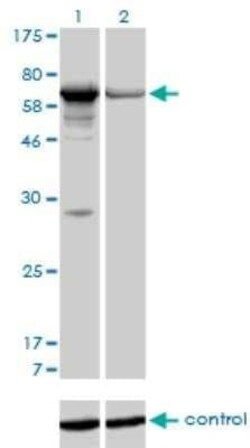 PAPSS1 Antibody (1F4), Novus Biologicals 0.1 mg | Buy Online | Novus Biologicals | Fisher Scientific