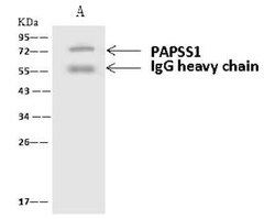 PAPSS1 Antibody, Novus Biologicals:Antibodies:Primary Antibodies