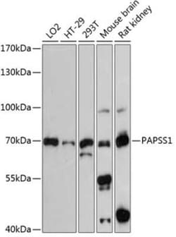 PAPSS1 Antibody - Azide and BSA Free, Novus Biologicals 0.02 mL | Buy Online | Novus Biologicals | Fisher Scientific